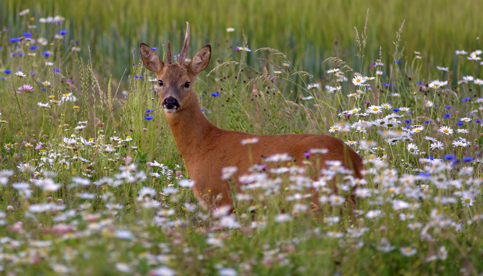 Deer in wild flowers near Longparish